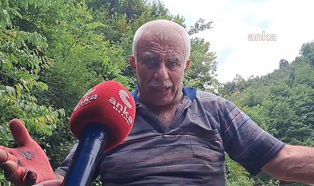 Borçkalı çay üreticisi: "Milleti perişan ettiler, hamsi parasına çay veriyoruz" - Yurt - Ayandon